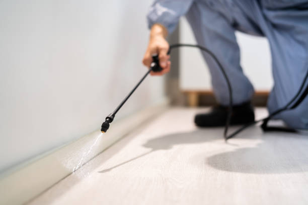 Certified termite inspector examining foundation in Collins